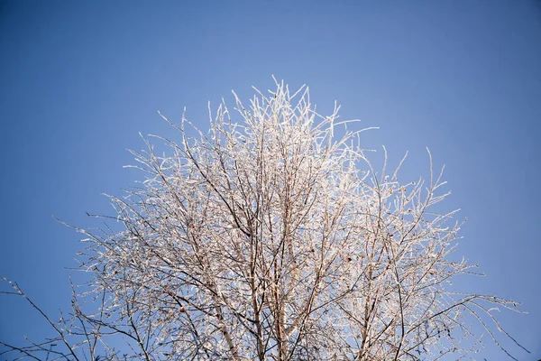 Branches of tree in frost on the background of blue sky — Stock Photo, Image
