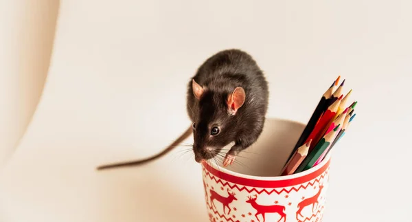 Svart råtta sitter på kopp med färgade pennor, på en vit papper bakgrund, gott humör — Stockfoto
