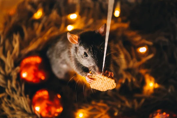 Råttan sitter på en varm rutig och äter en bit kaka mot en krans bakgrund av gula suddiga ljus. — Stockfoto