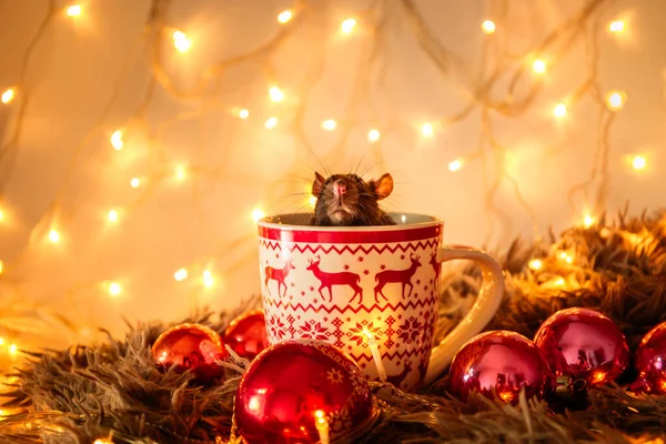 Rato com um belo nariz rosa senta-se e olha para fora de uma grande caneca de Natal no fundo luzes guirlanda . — Fotografia de Stock