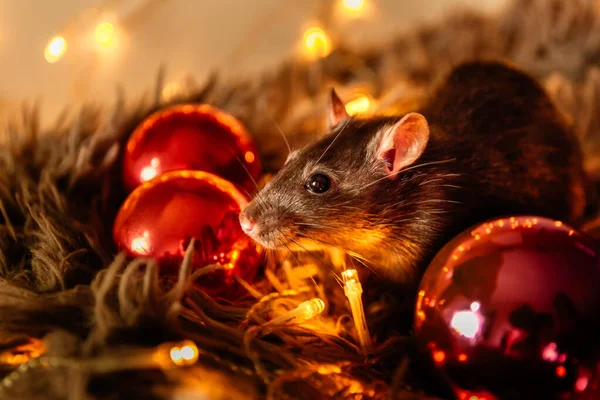 Rata negra con una hermosa nariz rosa se sienta en un gris cuadros calientes sobre un fondo de una guirnalda de luces borrosas amarillas Imágenes de stock libres de derechos