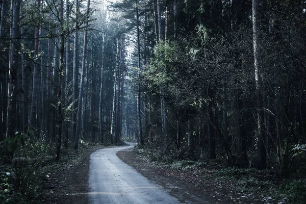 Route dans une mystérieuse forêt sombre avec brouillard et rayons de soleil. humeur dépressive . — Photo