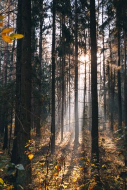Sisli bir sonbahar sabahında yaprak döken ormanın manzarası.