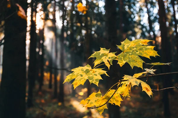 Un ramo di acero foglie gialle contro una foresta scura illuminata dai raggi del sole mattutini d'autunno . — Foto Stock