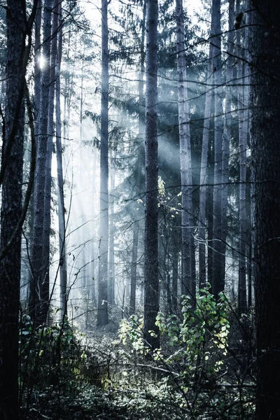 Floresta escura misteriosa com nevoeiro e raios de luz solar. Humor depressivo . — Fotografia de Stock