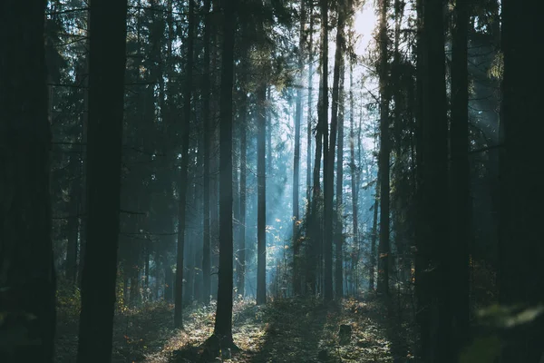 Paysage de forêt de feuillus par un matin d'automne brumeux . — Photo
