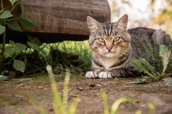 Η γάτα κάθεται και κοιτάζει την κάμερα σε ένα φόντο του χόρτου το καλοκαίρι. — Φωτογραφία Αρχείου