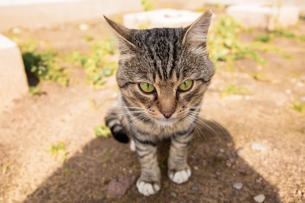 Il gatto si siede e guarda la macchina fotografica su uno sfondo di erba in estate . — Foto Stock