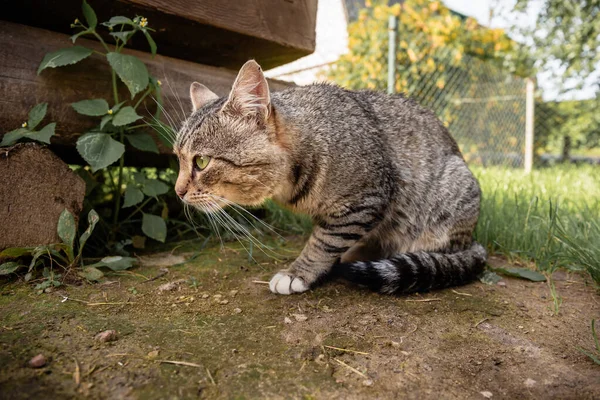 Il gatto si siede e guarda la macchina fotografica su uno sfondo di erba in estate . — Foto Stock
