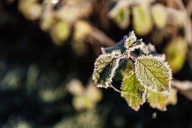 Buz iğnelerinin dalında sonbahar yeşili bir yaprak. Güneşli sabah rimesi.