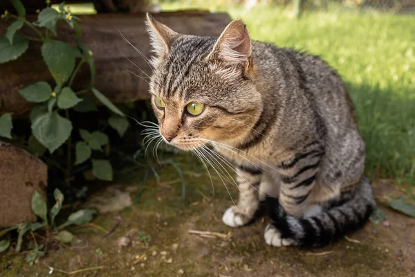 Il gatto si siede e guarda la macchina fotografica su uno sfondo di erba in estate . — Foto Stock