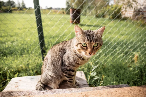 Il gatto si siede e guarda la macchina fotografica su uno sfondo di erba in estate . — Foto Stock