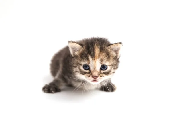 Pequeno gatinho isolado no fundo branco. Tabby gato bebê rasteja com um olhar assustado e curioso . — Fotografia de Stock