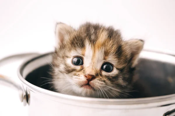 Um gatinho listrado um pouco curioso olha para fora da panela com olhos tristes . — Fotografia de Stock