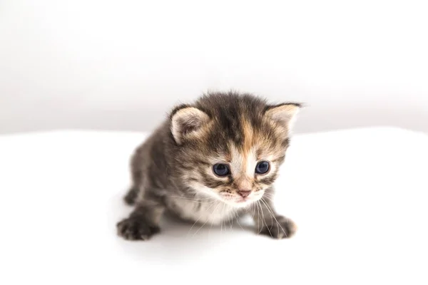 Pequeno gatinho isolado no fundo branco. Tabby gato bebê rasteja com um olhar assustado e curioso . — Fotografia de Stock