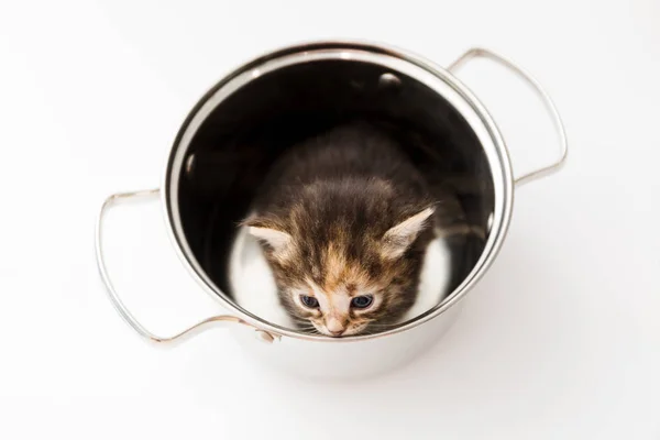 Un piccolo curioso gattino a strisce guarda fuori dalla padella con occhi tristi . — Foto Stock