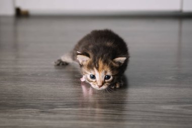 Küçük kedi yavrusu ahşap arka planda izole edilmiş. Tekir kedi bebek korkmuş ve meraklı bir bakışla oturuyor..