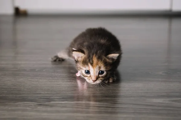 Piccolo gattino isolato su fondo di legno. Tabby gatto bambino si siede con uno sguardo spaventato e curioso . — Foto Stock