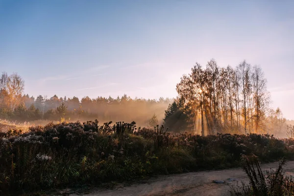 Sonbahar orman yolu. Güneş ışınları ağaçların dallarında parlıyor.. — Stok fotoğraf