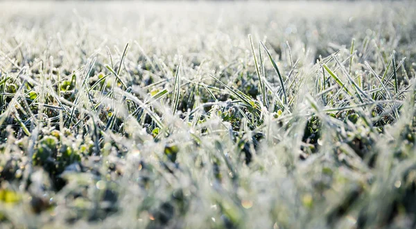 Morgentau fror auf grünem Rasen und verwandelte ihn in eine weiße Decke — Stockfoto