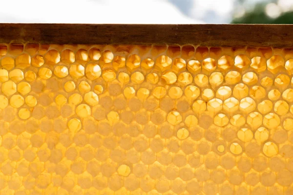 Favos de mel amarelos vazios e preenchidos com mel — Fotografia de Stock