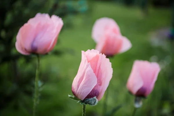 Mehrere geschlossene Knospen rosa Mohns in Großaufnahme auf grünem Grashintergrund im Garten. — Stockfoto