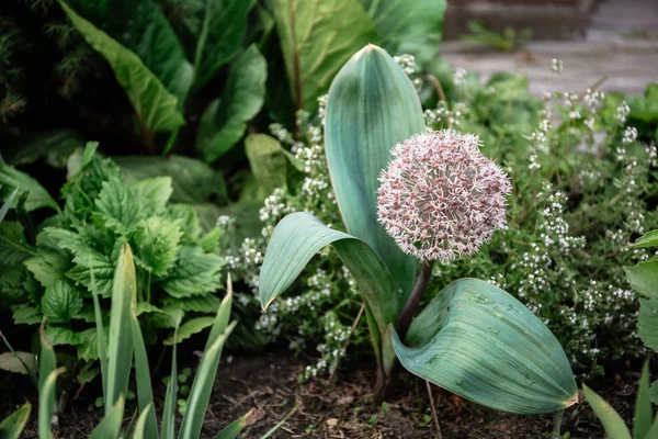 Allium blüht aus nächster Nähe. — Stockfoto