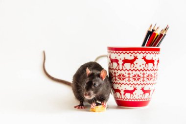 Şirin sanatçı sıçan, beyaz arka planda renkli kalemlerle yılbaşı bardağının yanında peynir yiyor.