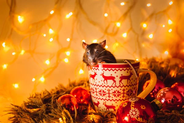 Krysa s krásným růžovým nosem sedí a dívá se z velkého vánočního hrnku na světlo girland pozadí. — Stock fotografie