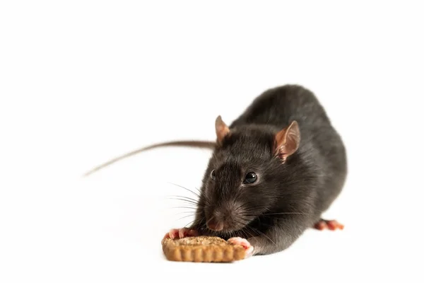 Черная крыса съедает кусок печенья на белом фоне, крупным планом — стоковое фото