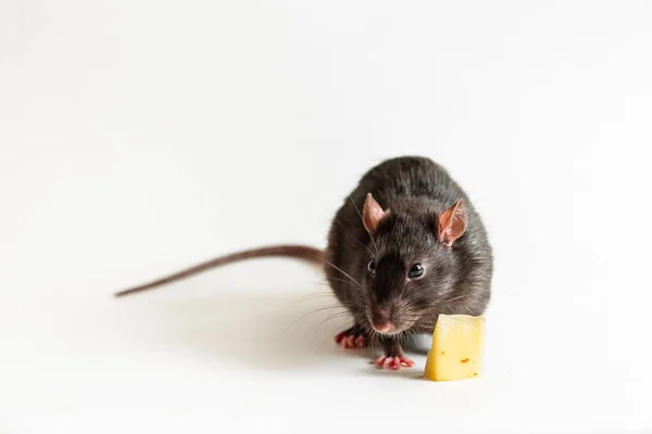 Grote grijze rat eet een schijfje gele kaas met gaten geïsoleerd op witte achtergrond. — Stockfoto