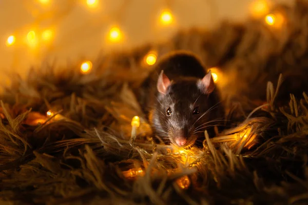 Černá krysa s nádherným růžovým nosem a ušima sedí na šedé teplé kostce na pozadí žlutých rozmazlích světel — Stock fotografie