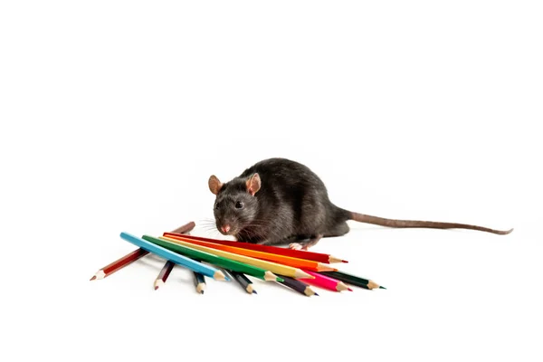 Black Rat står nära färgade blyertspennor på en vit bakgrund som ung konstnär från tidningen Cover — Stockfoto