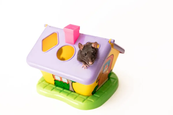 黒いネズミは、白い背景におもちゃの家の屋根から覗く,良い気分 — ストック写真