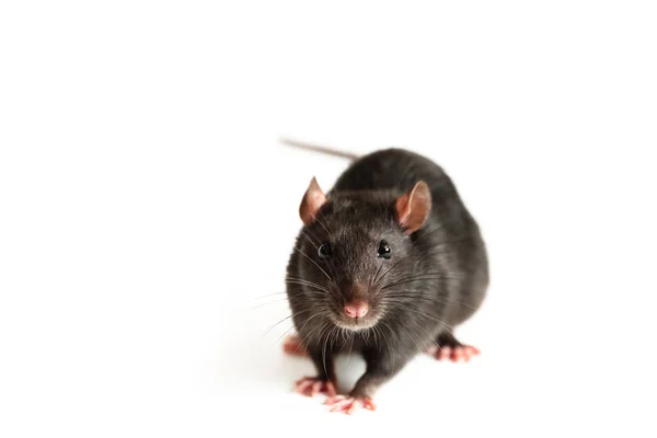 Dark rat look forward, isolated on a white background — Stock Photo, Image