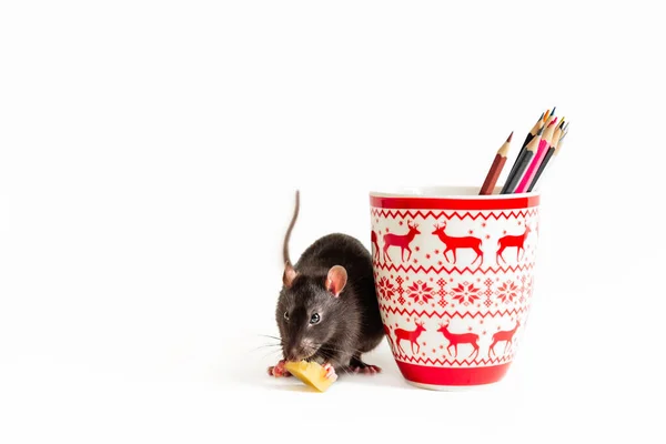 Симпатичная крыса-художник ест кусочек сыра возле новогодней чашки с цветными карандашами на белом фоне — стоковое фото