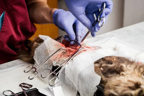 Esterilización de un primer plano de gato. Final de la cirugía abdominal, el veterinario cose los tejidos blandos del abdomen . — Foto de Stock