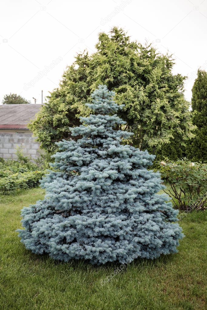 Blue spruce tree blue color in the summer garden