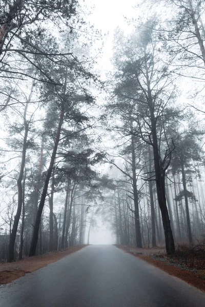 Route asphaltée dans une forêt brumeuse avec de grands pins — Photo