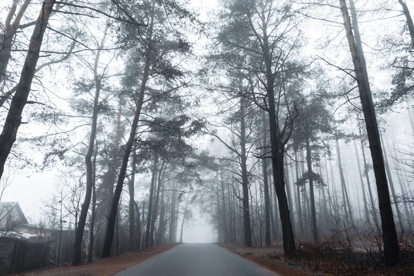 Route asphaltée dans une forêt brumeuse avec de grands pins — Photo