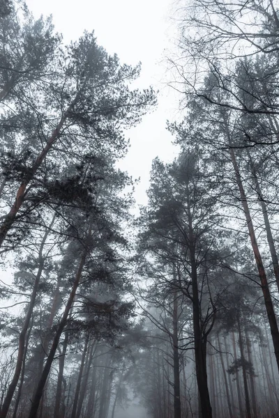 Topos de pinheiros na floresta contra o céu cinzento em um dia nebuloso — Fotografia de Stock