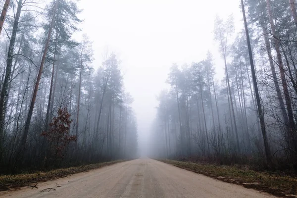 Route de campagne dans une forêt brumeuse avec de grands pins — Photo