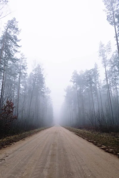 Route de campagne dans une forêt brumeuse avec de grands pins — Photo
