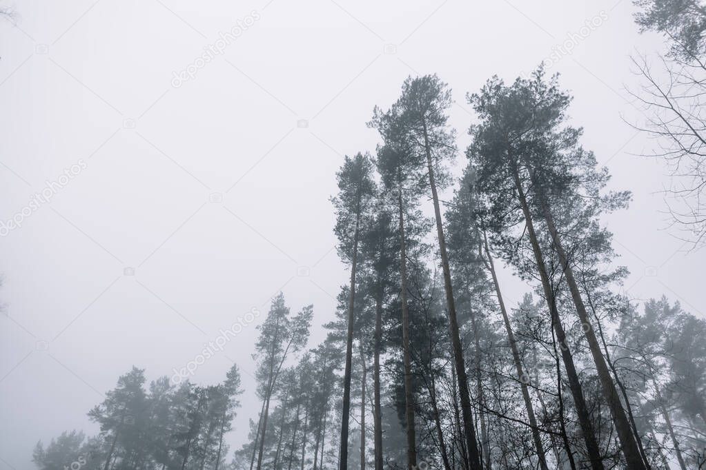 tops of pines in the woods against the grey sky on a misty day