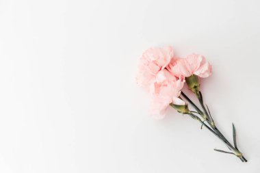 Beyaz arka plan üzerinde izole üç pembe karanfil