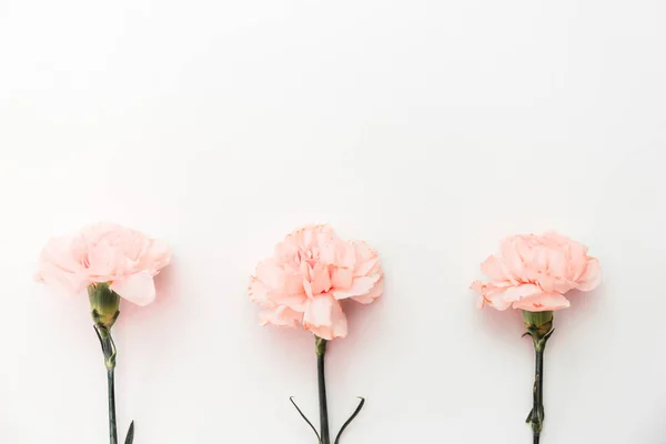 Três cravos cor-de-rosa isolados sobre fundo branco — Fotografia de Stock