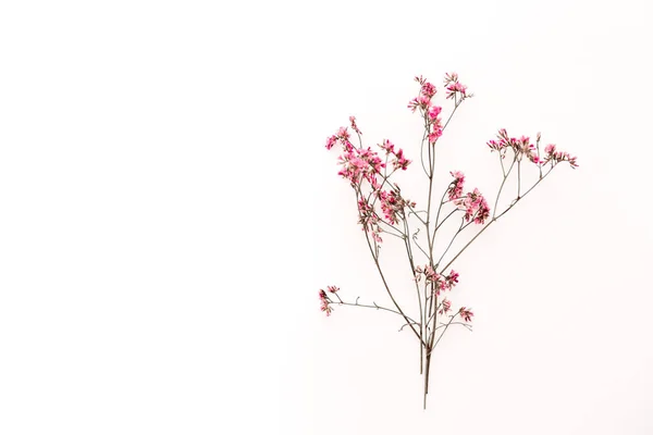 Kırılgan ince bir dal, beyaz arka planda pembe çiçekler.