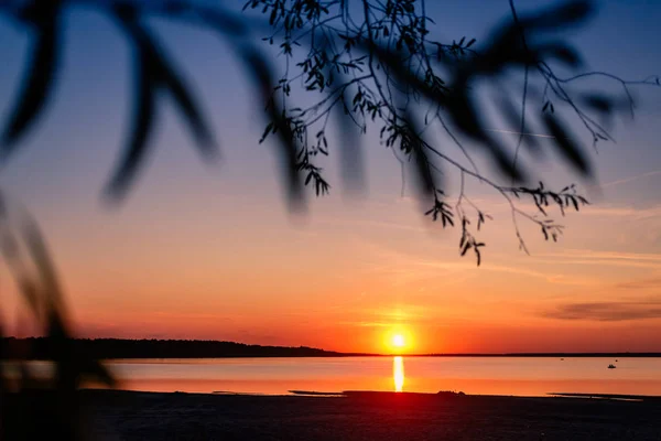 İradenin dalları arasından gün batımını izlemek. Gölün üzerinde parlak bir günbatımında. — Stok fotoğraf