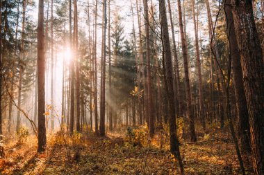Sisli bir sonbahar sabahında yaprak döken ormanın manzarası.