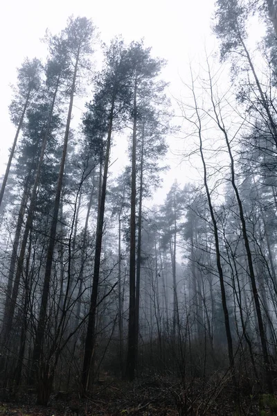 Topos de pinheiros na floresta contra o céu cinzento em um dia nebuloso — Fotografia de Stock